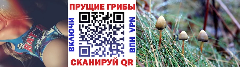 кракен как зайти  Данков  Псилоцибиновые грибы мицелий  хочу наркоту 